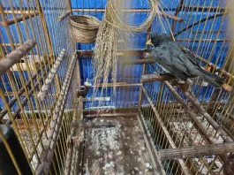 Guarda Ambiental de Itaquá realiza Operação Pássaro Livre e resgata aves silvestres no Jardim do Carmo